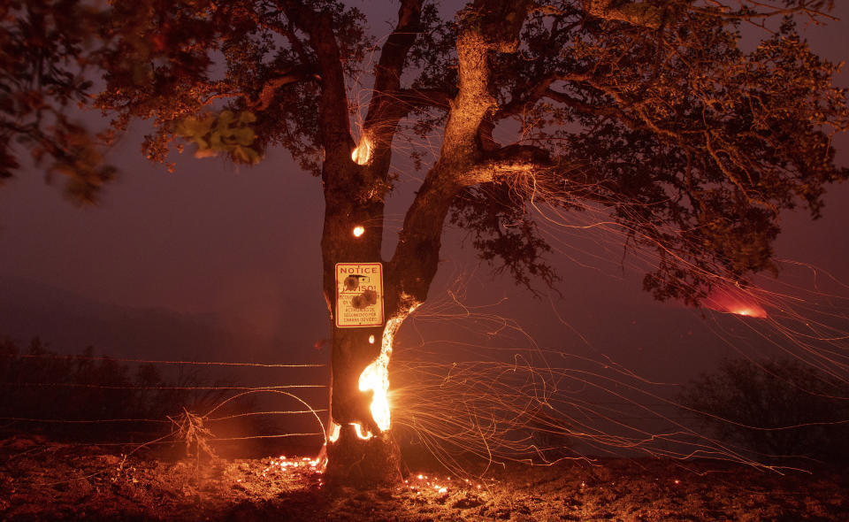 A tree burns from the inside during the Ranch Fire in Clearlake Oaks, California.