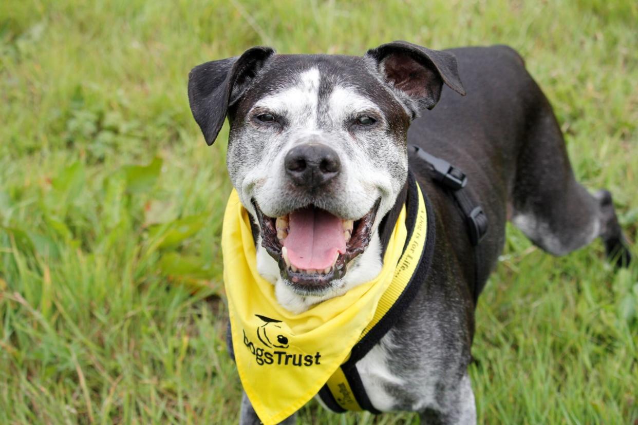 Senior dog, Ty, standing in grass; old dog gets new home