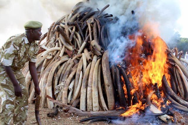 Kenya burns 15 tons of ivory to deter poachers