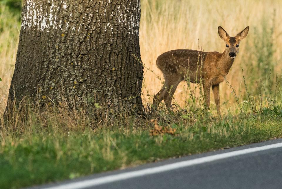 The likelihood of hitting a deer is highest during morning and evening twilight. <a href="https://www.gettyimages.com/detail/news-photo/young-deer-stands-by-a-roadside-near-treplin-germany-10-news-photo/1038049036" rel="nofollow noopener" target="_blank" data-ylk="slk:Patrick Pleul/Picture alliance via Getty Images;elm:context_link;itc:0" class="link ">Patrick Pleul/Picture alliance via Getty Images</a>