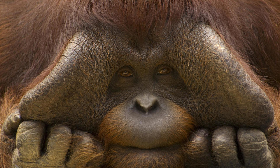 Borean Orangutan