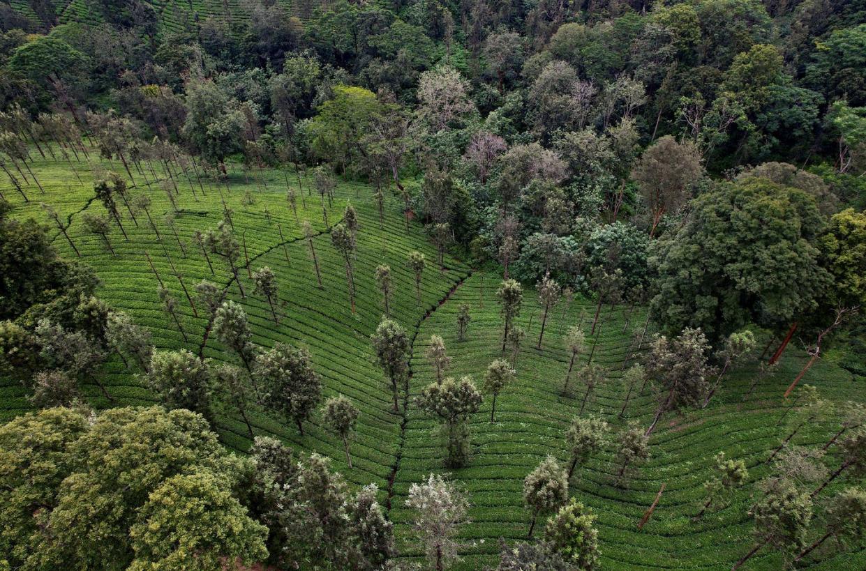 <span class="caption">Negotiations over the years have aimed to protect forests, biodiversity and the climate.</span> <span class="attribution"><a class="link " href="https://www.gettyimages.com/detail/news-photo/this-aerial-photograph-taken-on-september-17-2021-shows-a-news-photo/1236306430" rel="nofollow noopener" target="_blank" data-ylk="slk:Manjunath Kiran/AFP via Getty Images;elm:context_link;itc:0;sec:content-canvas">Manjunath Kiran/AFP via Getty Images</a></span>