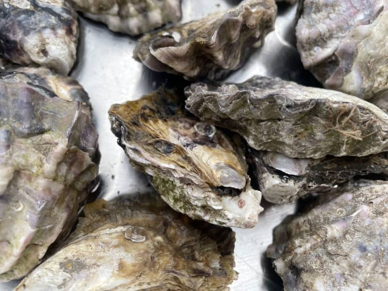 Fresh Sydney rock oysters lie on a table during a tour of an oyster farm. The seafood are true environmental heroes. Marina Richardson, a marine biologist, says they are like "the kidneys of the waterways" as they filter out excess nutrients and pollutants from the water. Michelle Ostwald/dpa