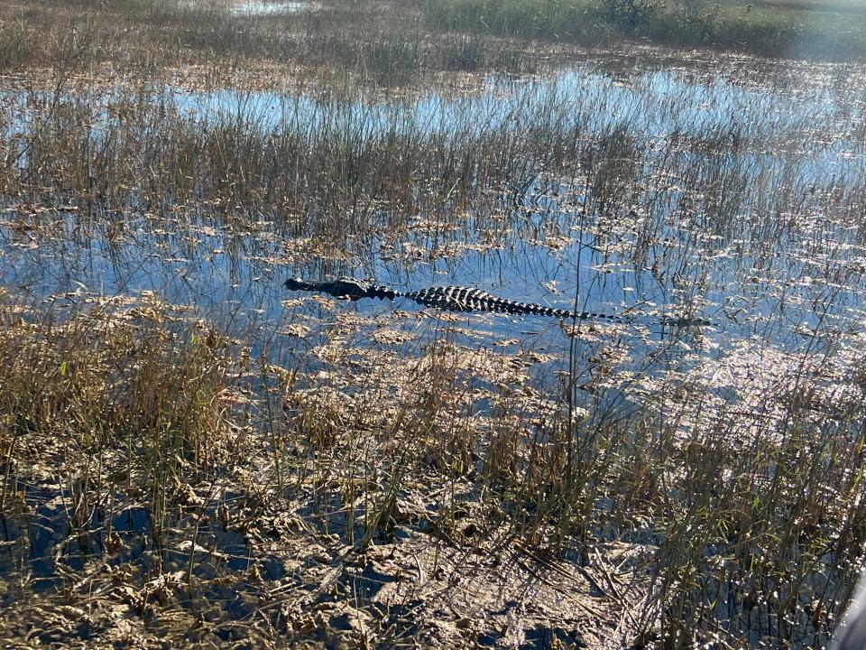 An alligator peaks up in the marsh at Everglades National Park.