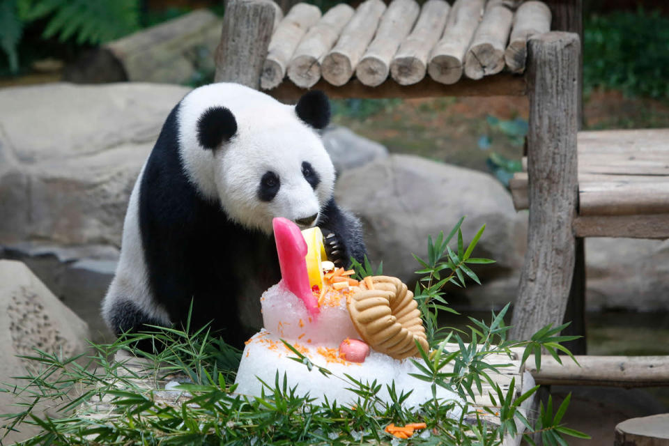 <p>Liang Liang, formerly known as Feng Yi, a female giant panda from China, eats her cake during her 10th birthday celebration, at the Giant Panda Conservation Center at the National Zoo in Kuala Lumpur, Malaysia, Tuesday, Aug. 23, 2016. Two giant pandas have been on loan to Malaysia from China for 10 years since May 21, 2014 to mark the 40th anniversary of the establishment of diplomatic ties between the two nations. (AP Photo/Joshua Paul)</p>