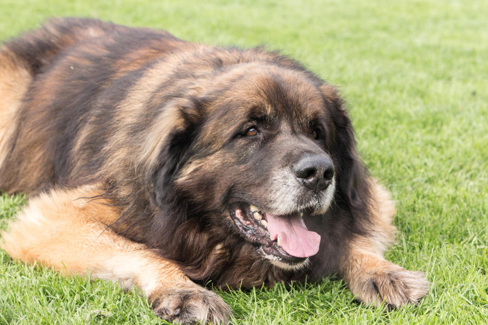 Leonberg (Getty Images/iStockphoto)