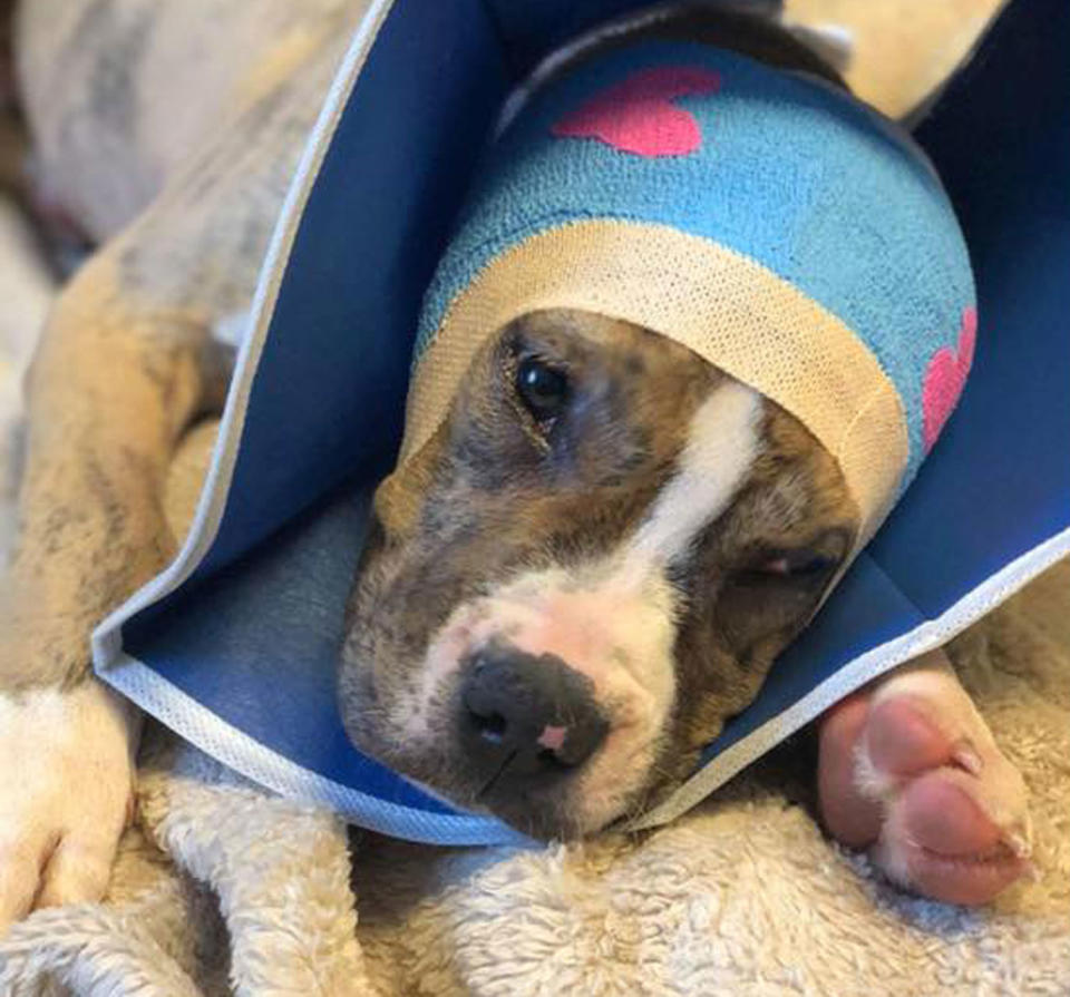 A 10-week-old puppy, named Claude, has been seized after he was found with both his ears cut off in Baltimore. Source: Facebook/ Baltimore Animal Rescue and Care Shelter