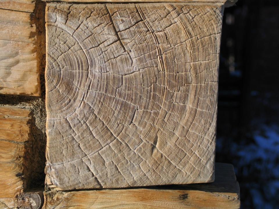 Tree rings hold a record of annual growth, which researchers can use to extrapolate weather. This is fir timber from a historical building in southern Poland.