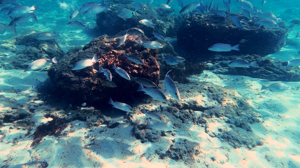 See beautiful marine life while snorkeling around the artificial reef modules at Red Reef Park.