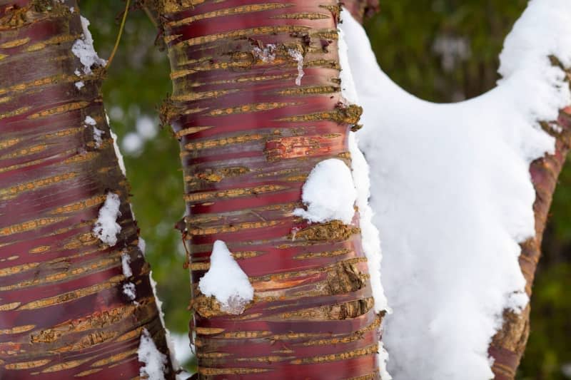 The birch bark cherry (Prunus serrula) is an ornamental variety with shiny reddish-brown bark decorated with horizontal stripes, which unrolls like thin paper before falling off. Marion Nickig/dpa