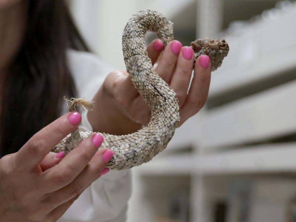 An embalmed spider-tailed horned viper specimen at Chicago's Field Museum.