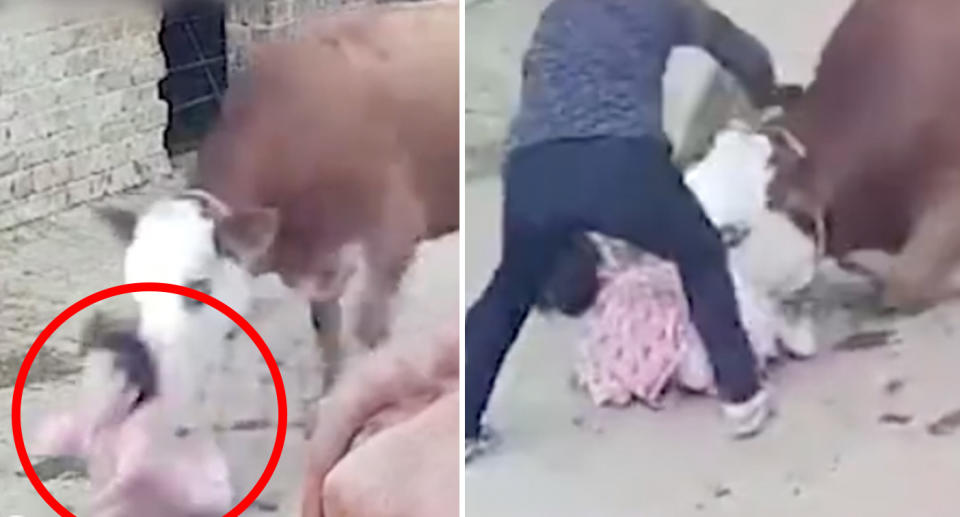 The young girl is knocked to the ground before the cow refuses to let her go. Source: Weibo/ Boiling Point Video