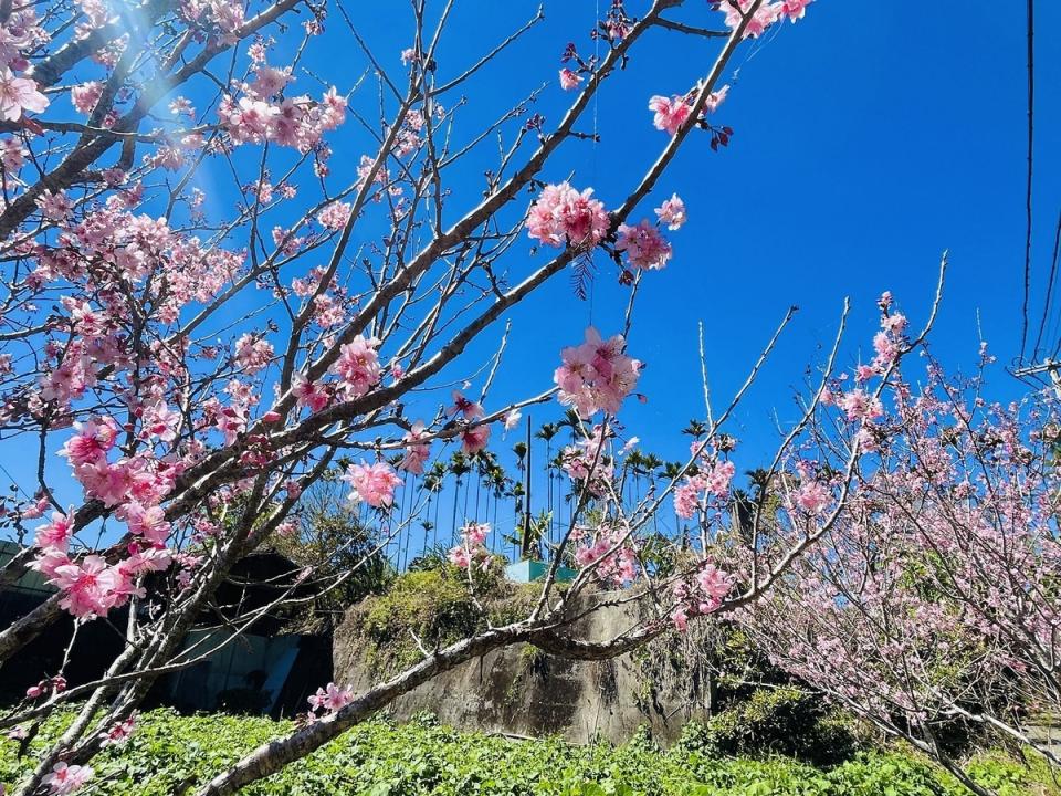 阿里山的櫻花從1月開始，不同的品種陸續開花。   圖：取自嘉義縣政府全球資訊網