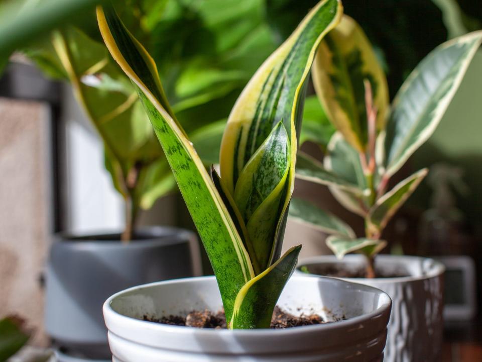 Snake plant close up