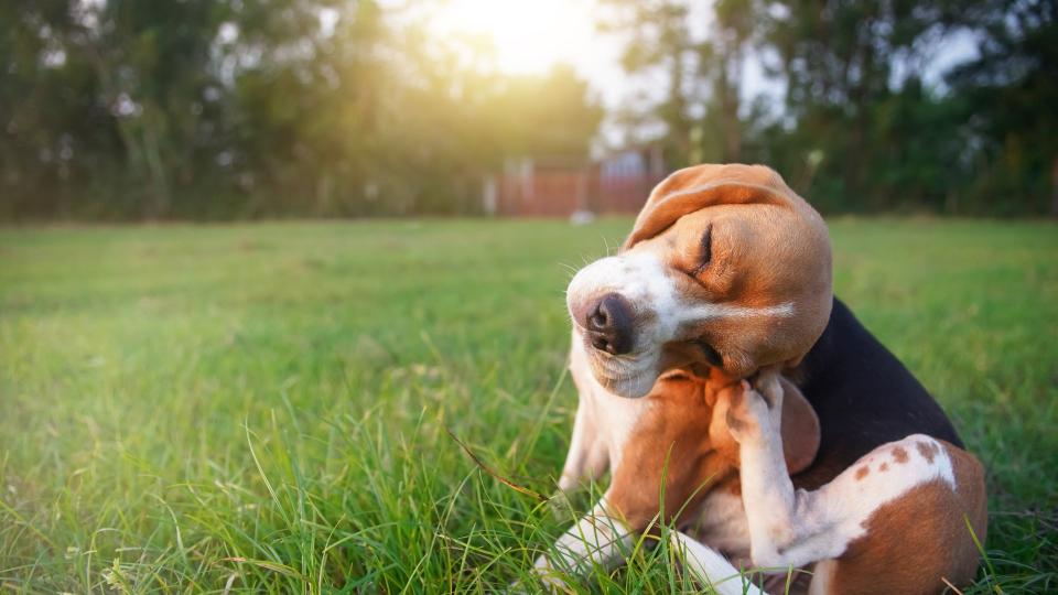 Dog scratching its ear