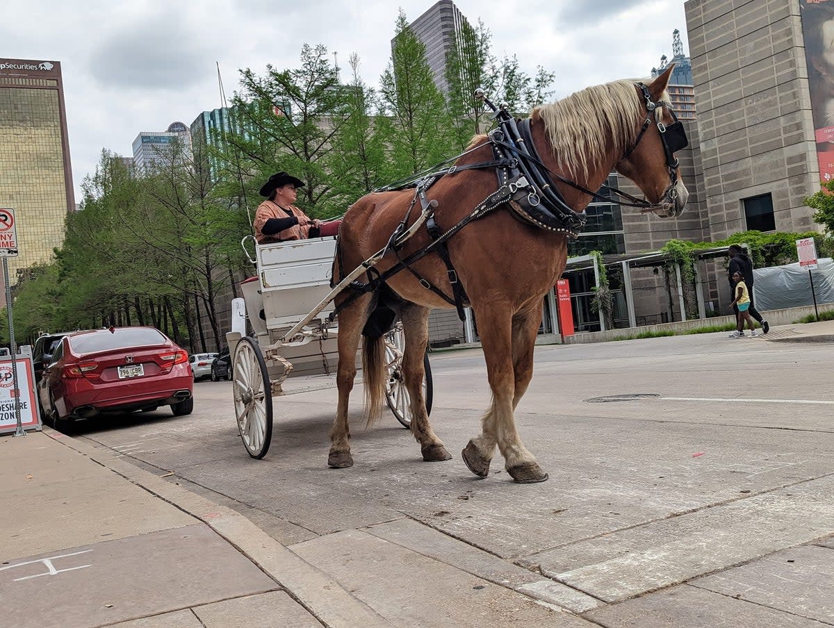 Activists in favor of the ban say the carriages, like this one pictured in Dallas, can be dangerous for both horses and drivers  (Gloria Raquel Carbajal)