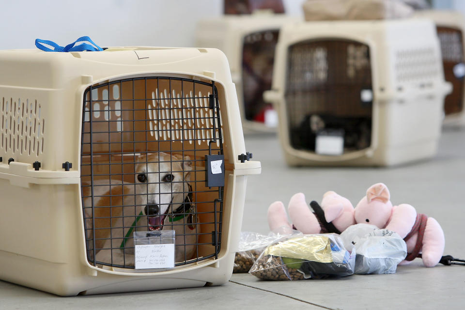 HAWTHORNE, CA - JULY 16: A dog sits in its crate near stuff toy pigs and pet food before the southern California maiden voyage of Pet Airways on July 16, 2009 in the Los Angeles-area city of Hawthorne, California. (Photo by David McNew/Getty Images)