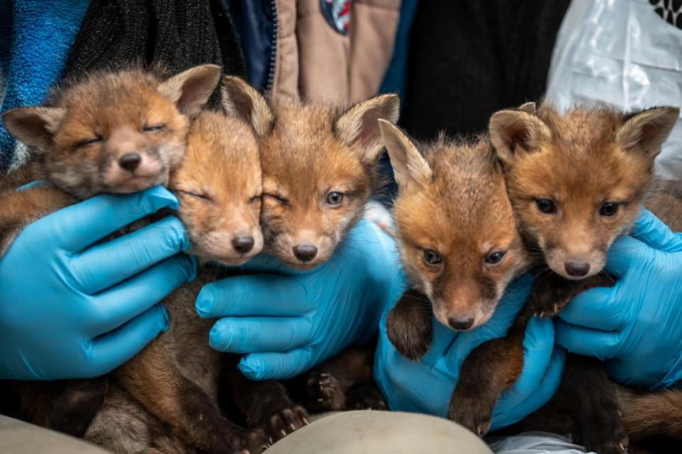 East Anglian Daily Times: The fox cubs were found in Saxmundham