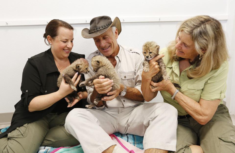 From left, Julie, Jack and Suzi Hanna hold a trio of 3-week-old baby cheetahs that had been recently rescued a wildlife center on May 29, 2018 inside the promotions department at the the Columbus Zoo and Aquarium.