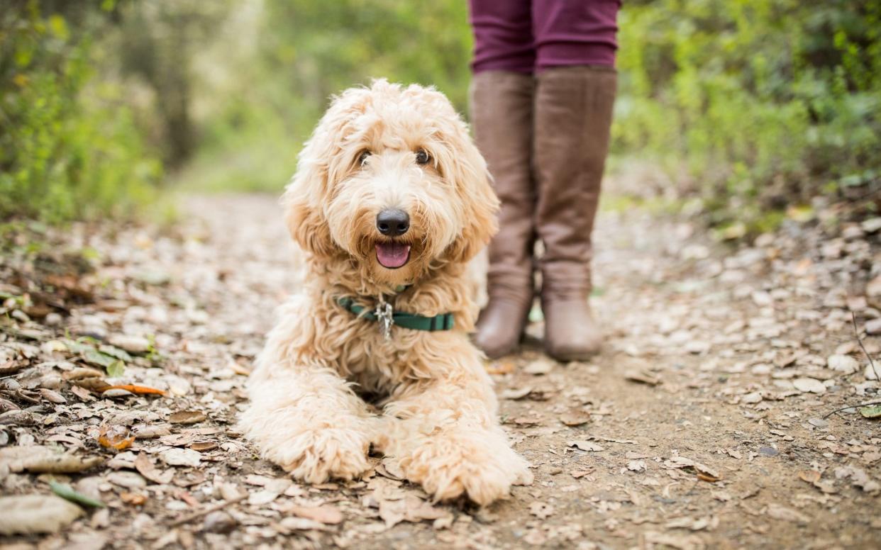 The popularity of breeds like Labradoodles have made them a  target for thieves - Moment RF