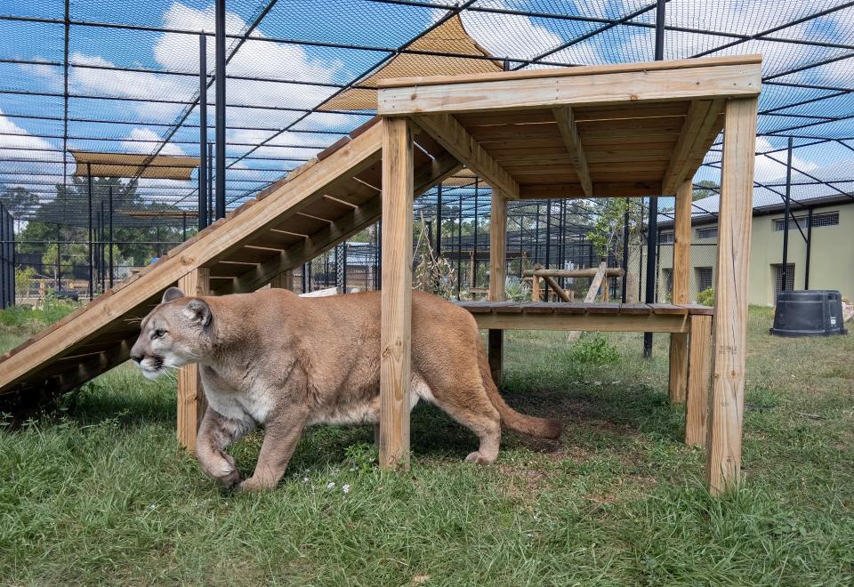 A cougar named Charlie roams around his new home at Busch Wildlife Sanctuary on April 26, 2024 in Jupiter, Florida. Charlie was rescued by the nonprofit Conservation Ambassadors in California a few years ago when someone attempted to illegally sell him.
