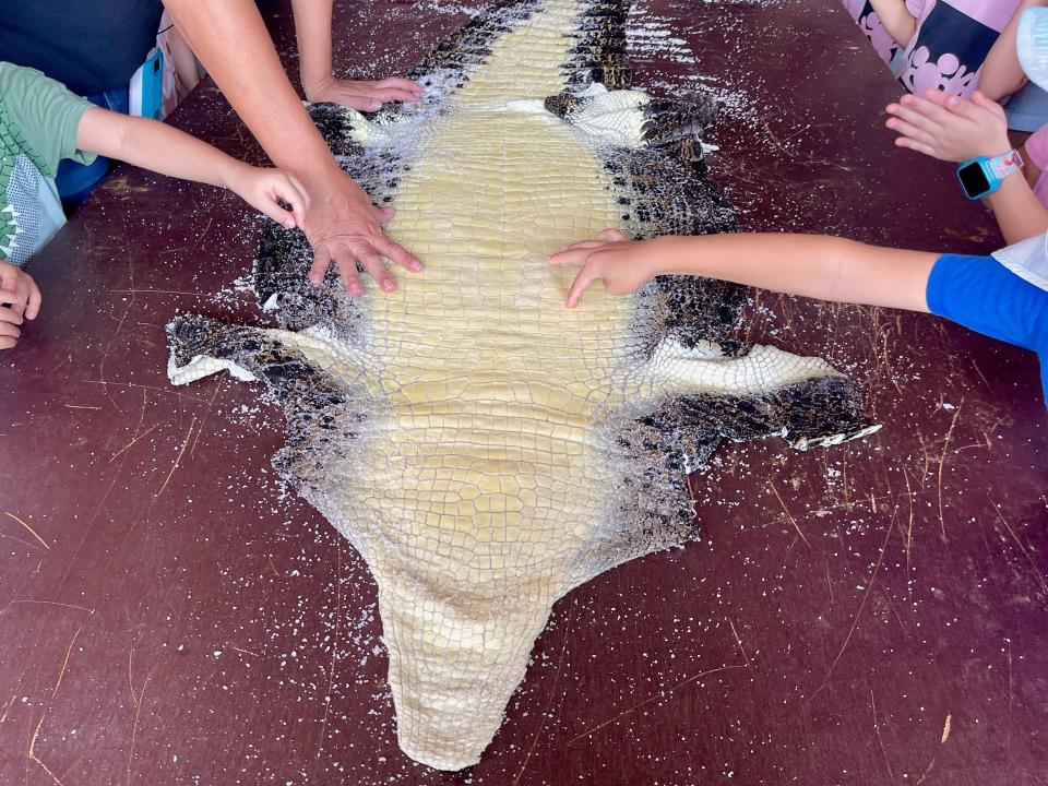 Kids and other members on the farm tour touching the preserved skin of a crocodile's belly.