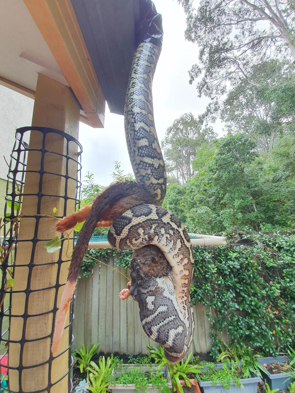 Snake eating a possum. 