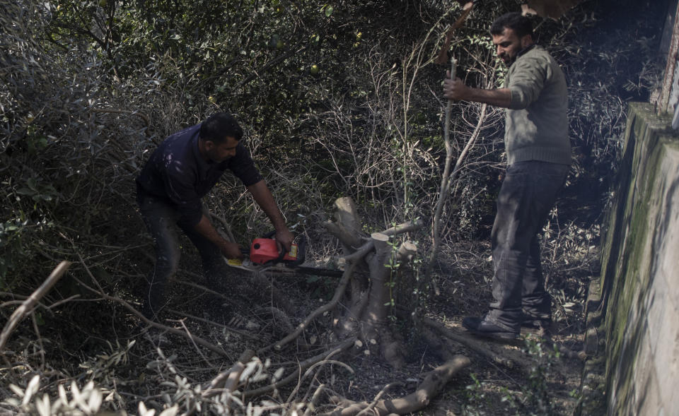 A Palestinian woodcutter uses a chainsaw to cut olive trees at a farm in the town of Jabaliya, Northern Gaza Strip, Sunday, Jan. 10, 2021. (AP Photo/Khalil Hamra)