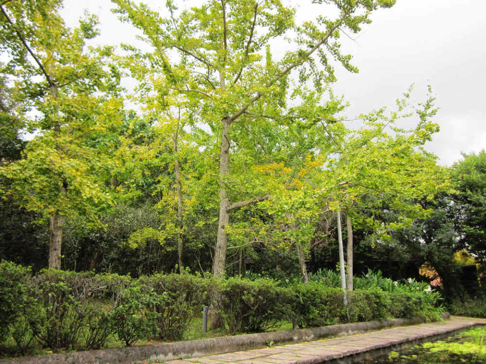 生態池旁的銀杏林（圖片來源：台北市政府工務局公園處）