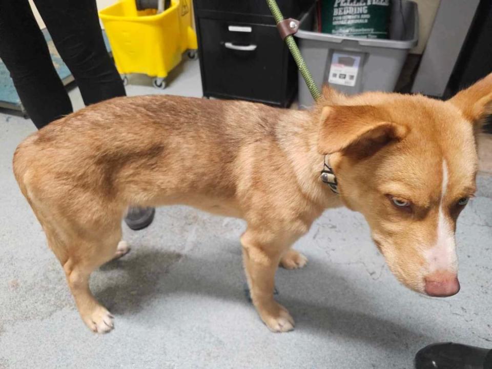 Griffin Pond Animal Shelter retrieved severely anemic, flea infested, emaciated dogs which were reportedly collected from "free" Facebook Marketplace and Craigslist Ads.