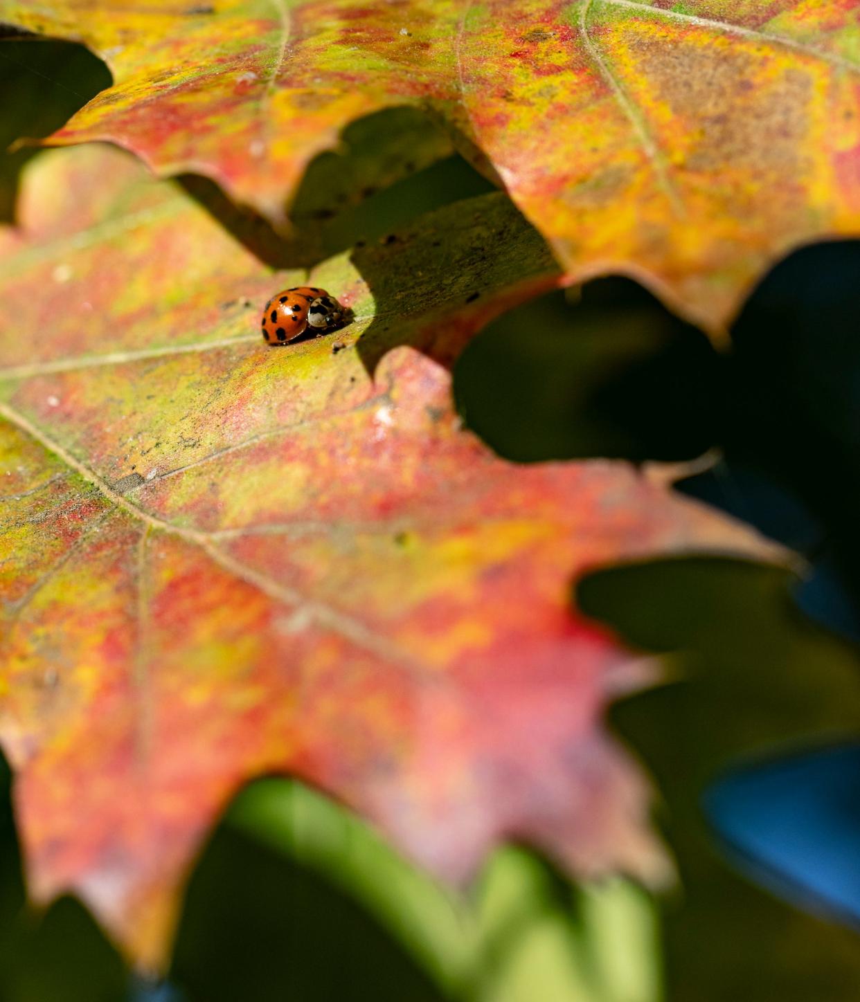 A lady bug traverses a leaf turning color on a red oak tree as fall is officially here.