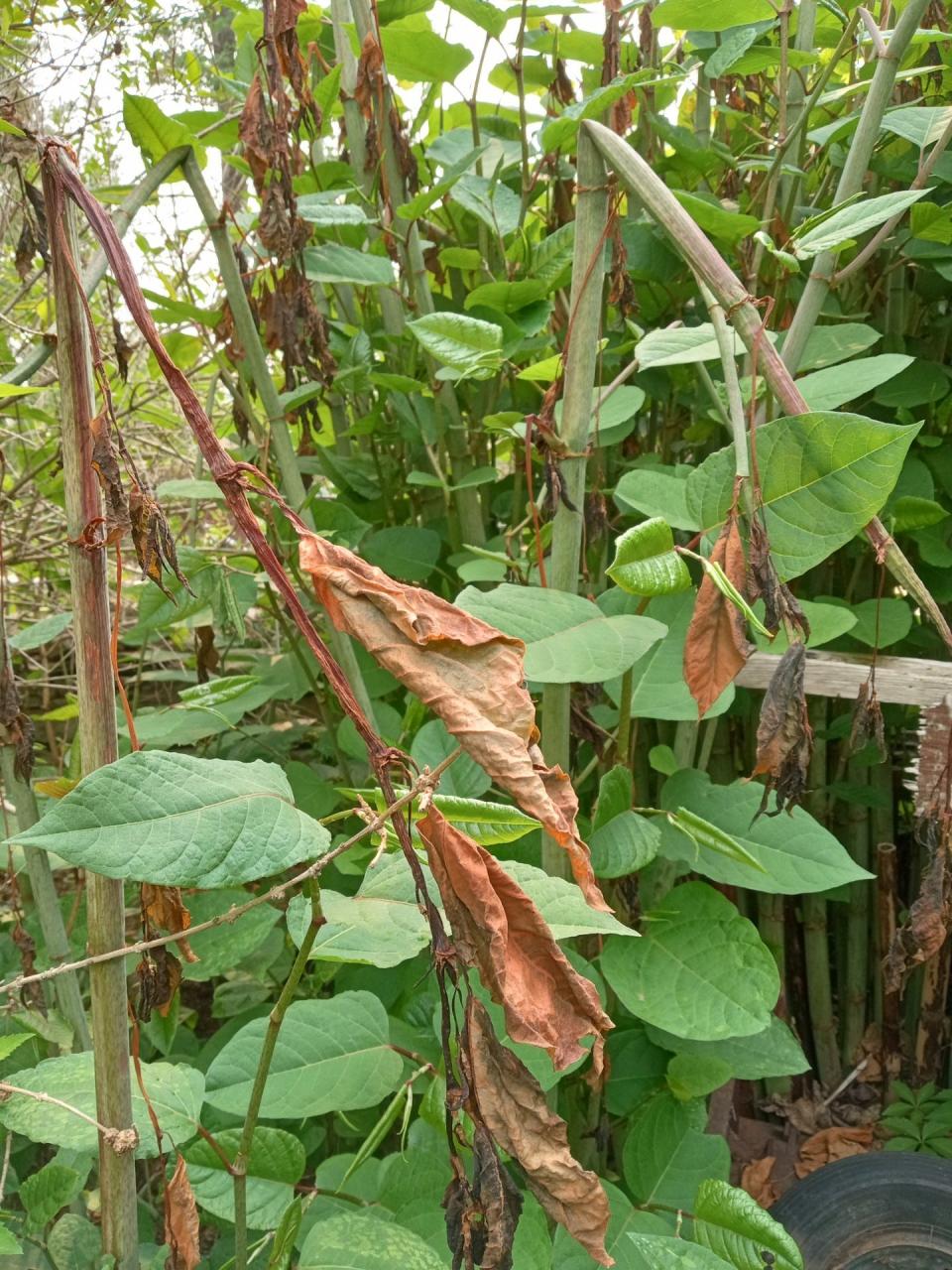 Japanese knotweed, killed off by the unusual freeze in mid-May, is seen surrounded by new knotweed. The fast-growing invasive plant species is commonly seen in teh region along river banks, crowing out native foliage.