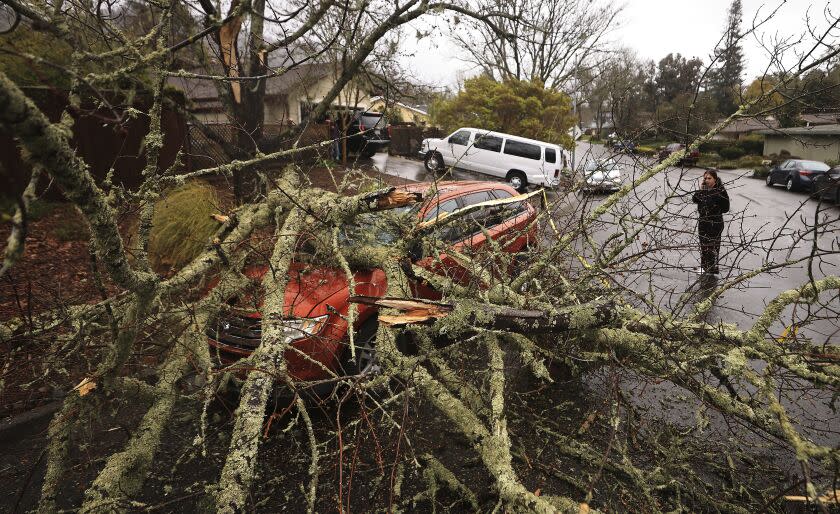 Amber Balog surveys the damage to a friend's vehicle after a wind-blown limb fell on it in Santa Rosa, Calif.