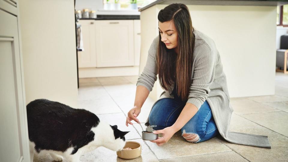 clicker training for cats