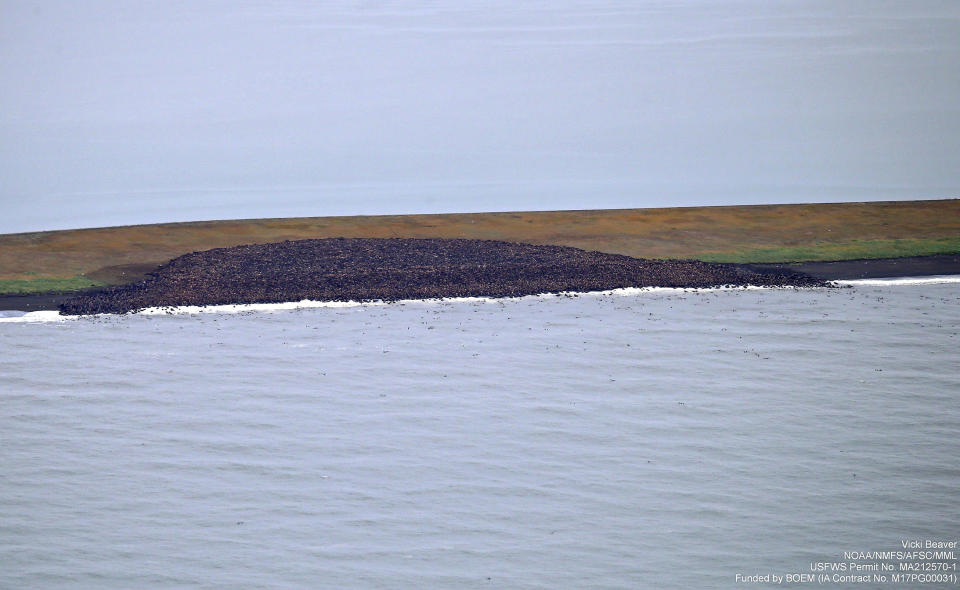 This Thursday, Aug. 30, 2018 photo provided by the National Oceanic and Atmospheric Administration shows hundreds of walruses gathered together on Barrier Island, Alaska. The U.S. Fish and Wildlife Service is monitoring Pacific walruses resting on Alaska's northwest coast. Walruses over the last decade have come to shore on the Alaska and Russia side of the Chukchi Sea as sea ice diminishes because of global warming. (Vickie Beaver/NOAA via AP)