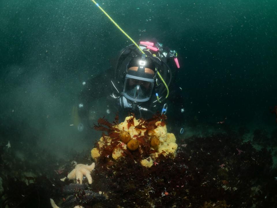 A diver during an expedition in Antarctica.