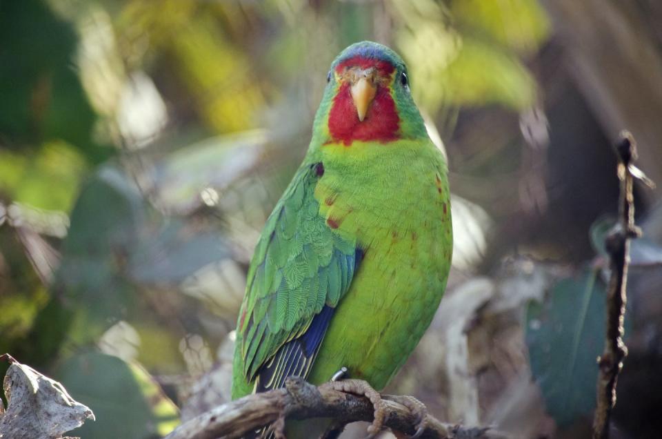 Swift parrot