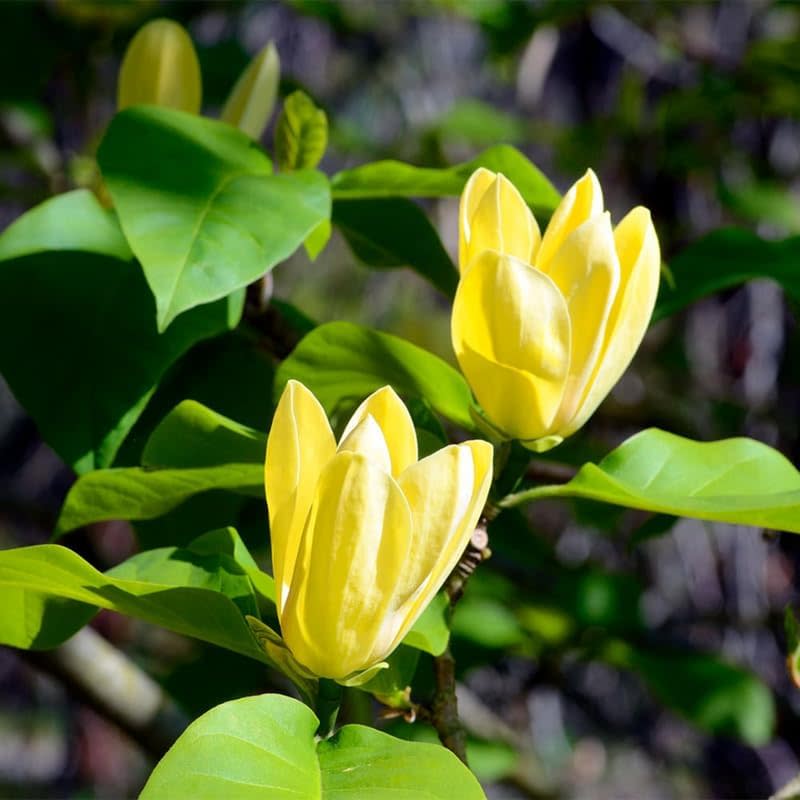 Yellow Bird Magnolia Tree Live Plant in 2.5" Pot, 6-12 Inches