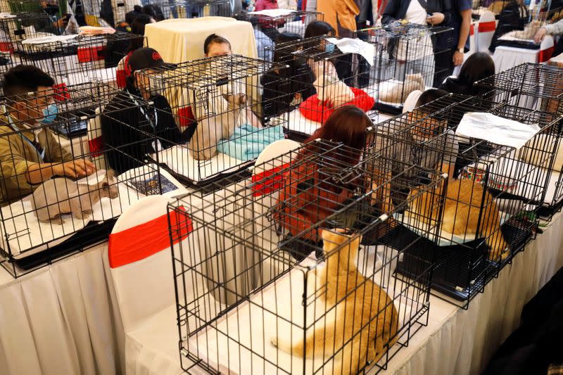 Cats are seen on cages during the Vietnam's first cat show in Hanoi