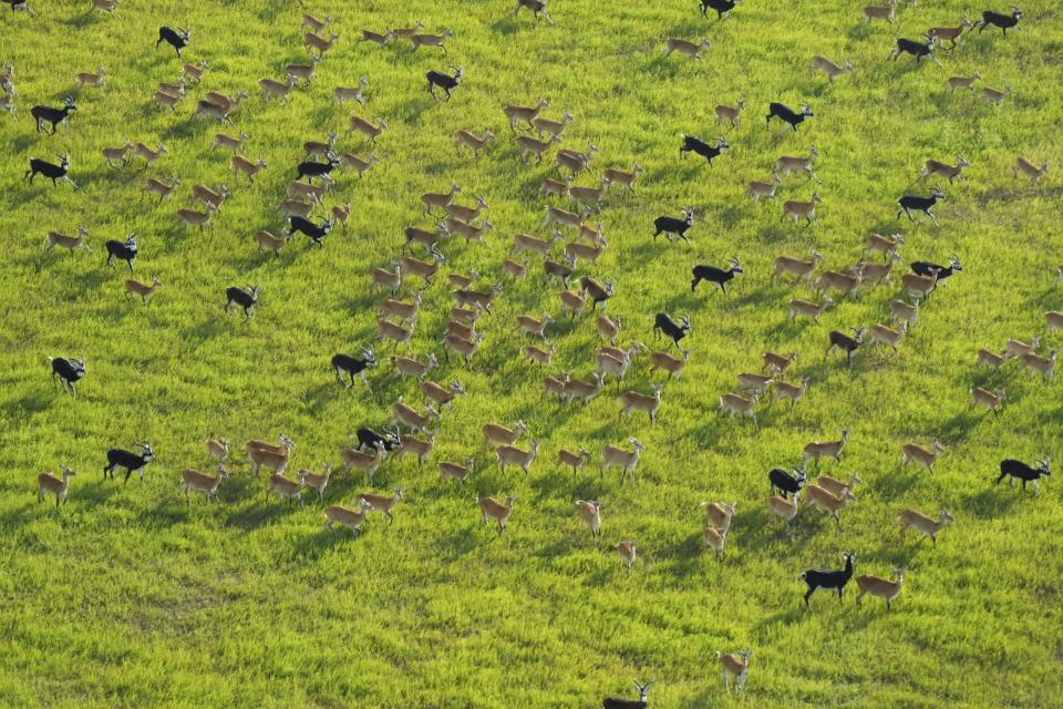 Antílopes corren mientras migran por parques nacionales y zonas circundantes en Sudán del Sur, martes 18 de junio de 2024. (AP Foto/Brian Inganga)