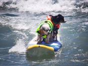 San Diego, California, is home to one of the world-famous dog surfing competitions held annually, giving our favourite furry friends the opportunity to show off their surfing skills. Photo: San Diego Tourism Authority