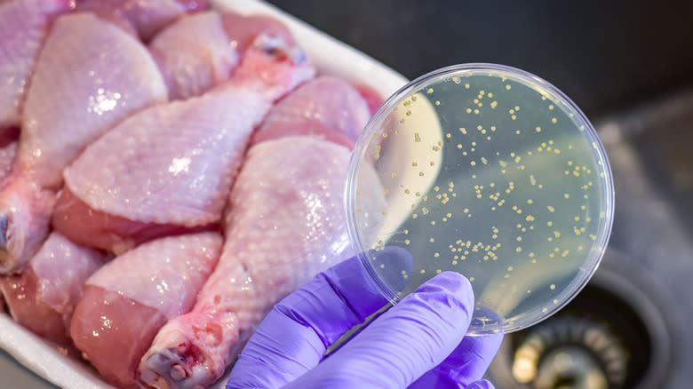 chicken with bacteria culture