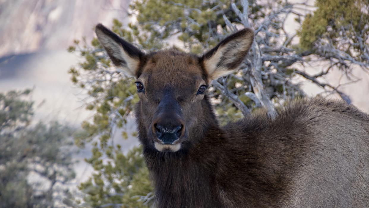  Cow elk at Grand Canyon National Park, Arizona, USA. 