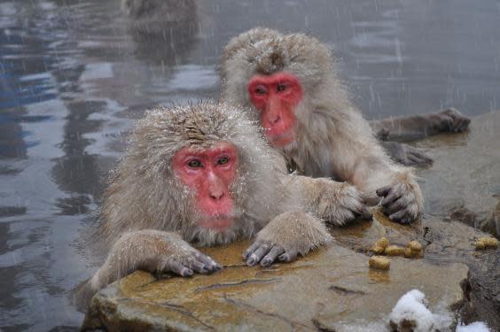 Japanese macaques bathing in hot springs near Nagano (Yblieb via Wikimedia Commons)