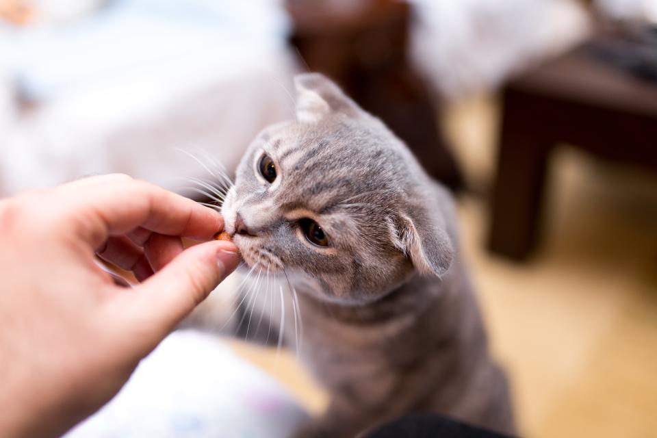 Trader Joe's Is Finally Getting Cat Treats