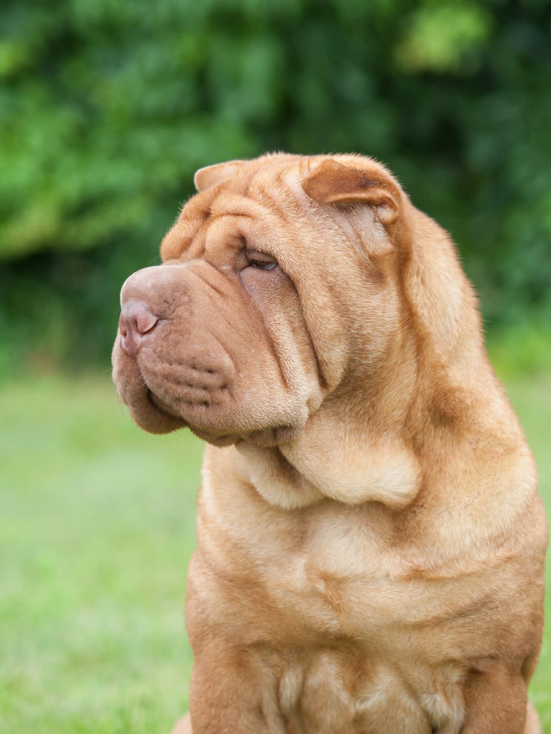 medium dog breeds shar pei