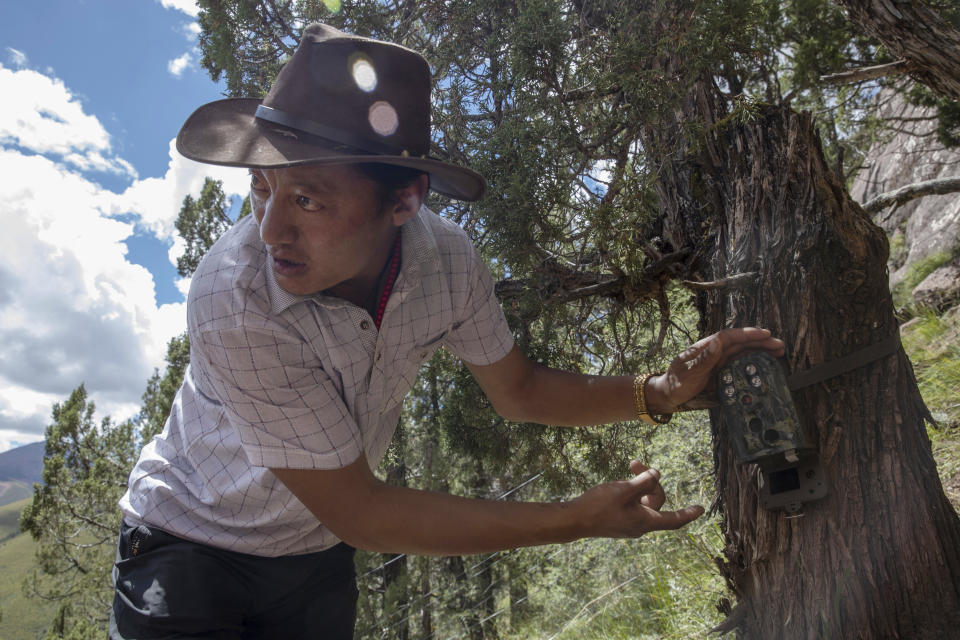 Kunchok Jangtse positions a camera trap in Angsai, an area inside the Sanjiangyuan region in western China's Qinghai province on Tuesday, Aug. 27, 2019. The Tibetan herder also has a job installing and maintaining the motion-activated cameras, which help scientists monitor endangered species in the area. “Our religion is connected with wild animals, because wild animals have a consciousness and can feel love and compassion _ therefore, we protect wild-animals,” he says. (AP Photo/Ng Han Guan)