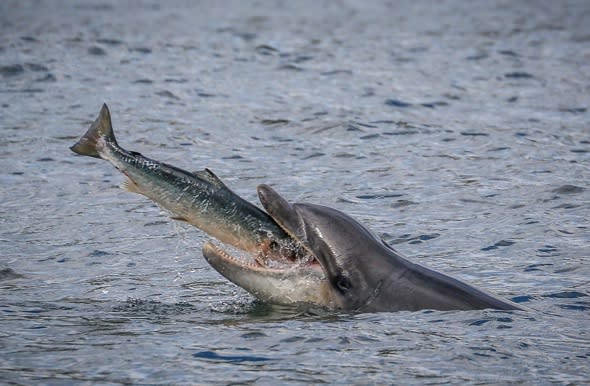 Unlucky salmon leaps into lucky dolphin's mouth