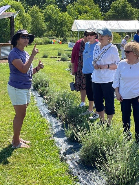 Amy Duxbury educates the Alpha Theta Chapter of Delta Kappa Gamma about different varieties of lavender and its uses.