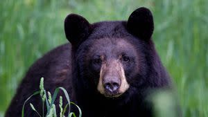 Bowhunter Takes 515 Pound Bear In Gilmer County – Georgia Outdoor News